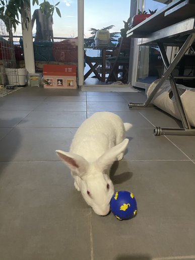 [White Rabbit] Jack, un lapin adorable et très câlin 0be70769-243d-452f-9b69-0ae839682272