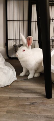 [A adopter] Iana, lapine réhabilitée de laboratoire 1c8fc2a6-e337-4536-ab32-e97ea7d7adb5