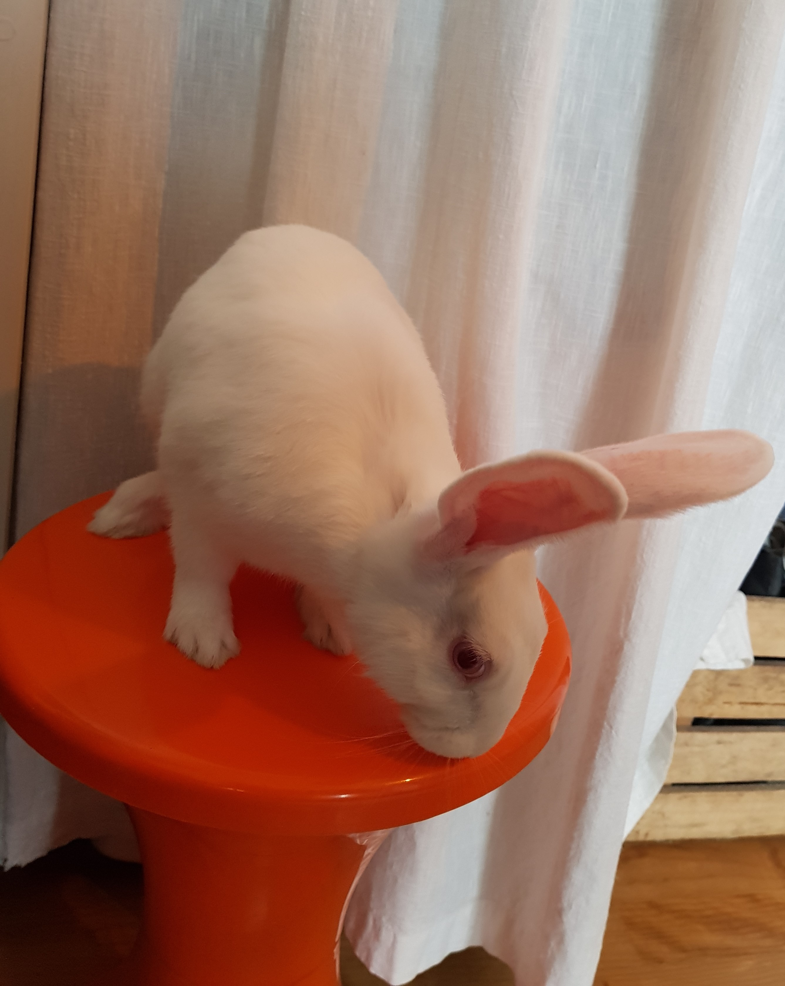 [A adopter] Java, lapine très attachante qui adore l'escalade 20210921_083437