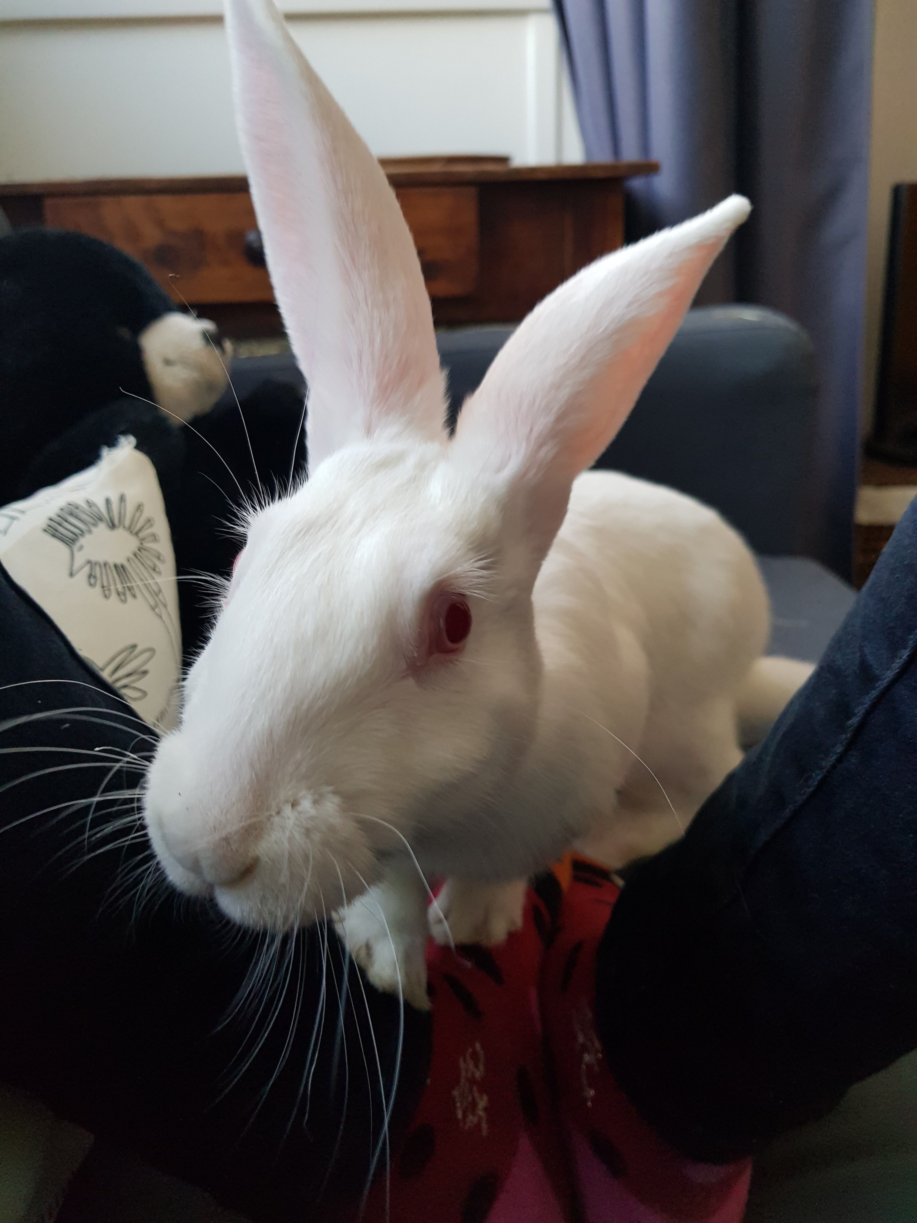 [Adoptée!] Java, lapine très attachante qui adore l'escalade 20210927_180508