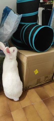 [A adopter] Iana, lapine réhabilitée de laboratoire 39d194f4-e26d-4cde-973f-e10a8433eb7d