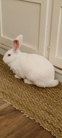 [A adopter] Iana, lapine réhabilitée de laboratoire 61352812-5cda-4893-9d81-8d182da7cf63