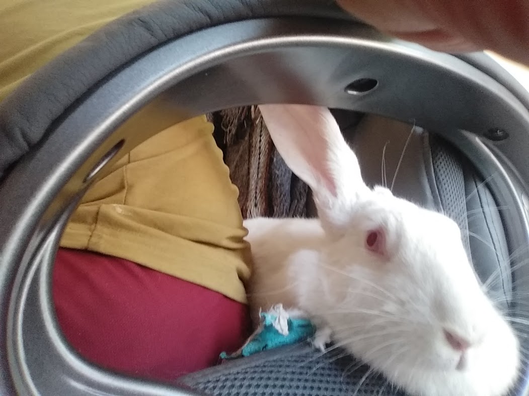 [A adopter] Mochi, lapine proche de l'humain qui sait ce qu' Mochi2dd66de7a66be356