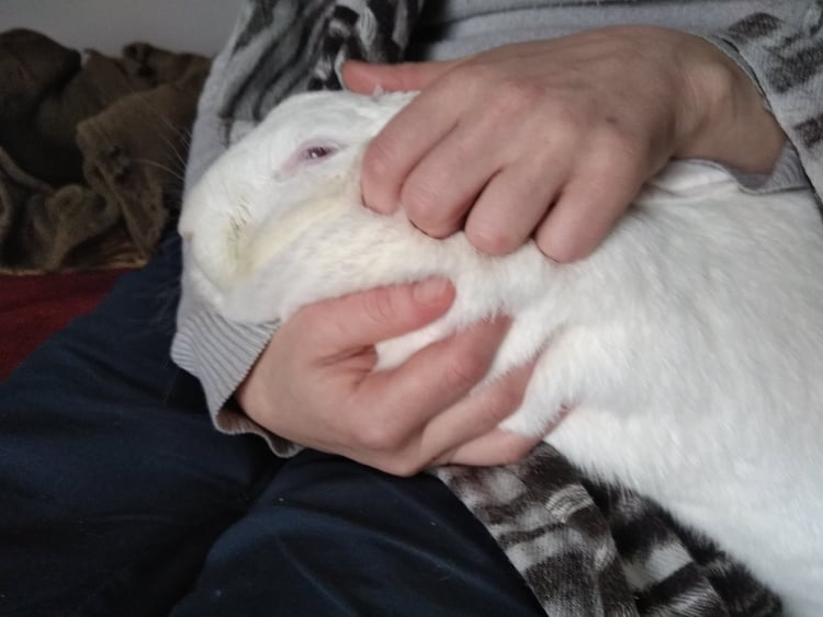 [A adopter] Mochi, lapine proche de l'humain qui sait ce qu' Efe4c69b2d6cfda6edeec7283e6130920e09fd7f511ac5f2