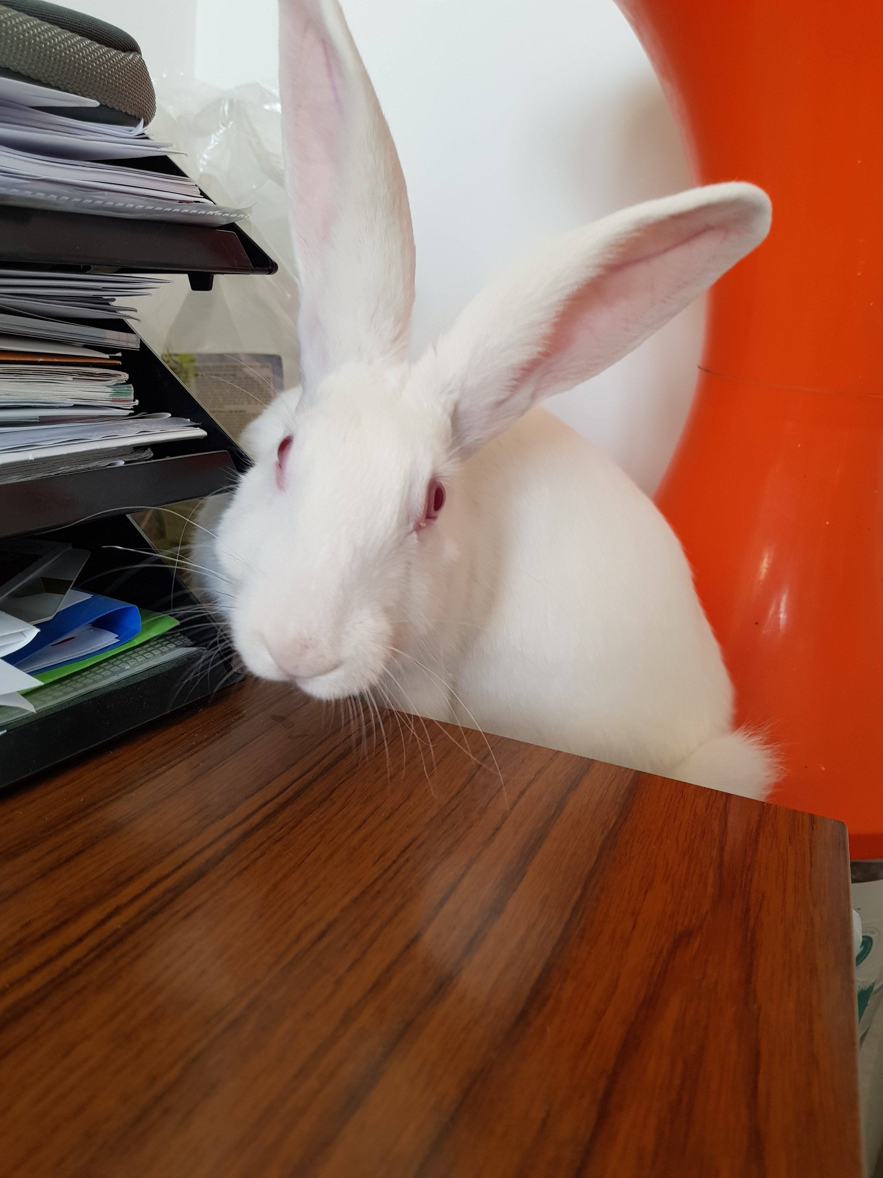 [Adoptée!] Java, lapine très attachante qui adore l'escalade Java-1